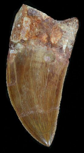 Carcharodontosaurus Tooth - Excellent Tip & Serrations #42290